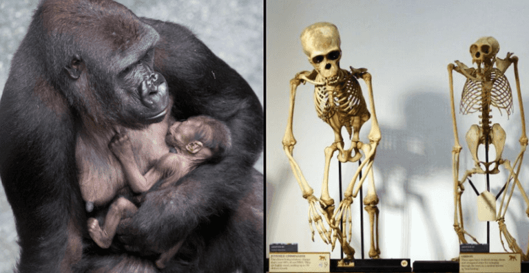 Renowned scientist says human-chimpanzee hybrid has been born in experiment Renowned scientist says human-chimpanzee hybrid has been born in experiment