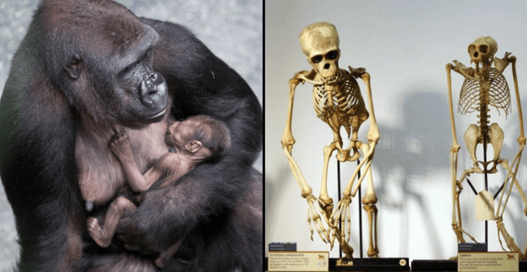 Renowned scientist says human-chimpanzee hybrid has been born in experiment Renowned scientist says human-chimpanzee hybrid has been born in experiment