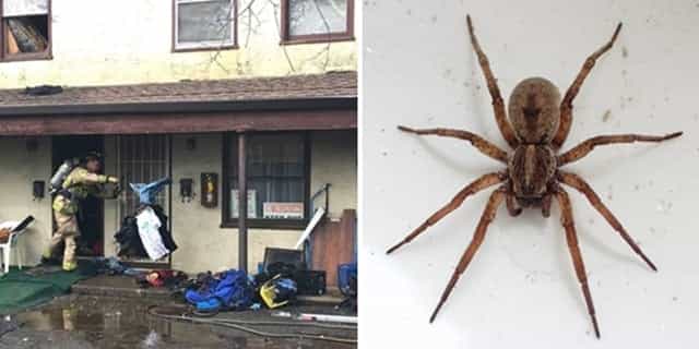 Man sets fire to his own apartment while trying to kill ‘huge spider’ Man sets fire to his own apartment while trying to kill ‘huge spider’