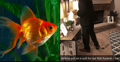 Man holds full funeral after his two pet goldfish die Man holds full funeral after his two pet goldfish die