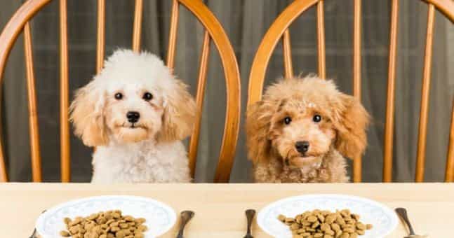 Study reveals certain dog foods which are dangerous for owners and dogs Study reveals certain dog foods which are dangerous for owners and dogs
