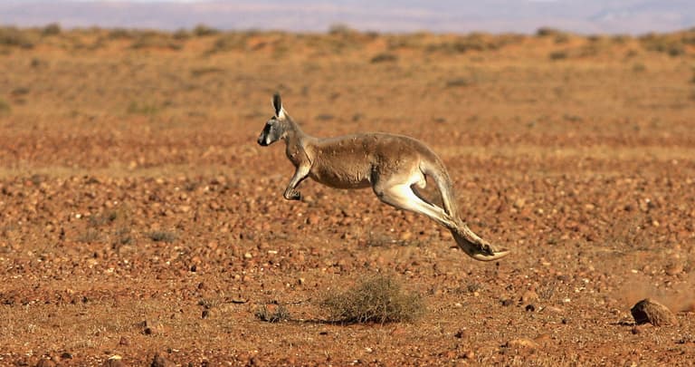 Kangaroo breaks hunter’s jaw as he was trying to kill the animals for food Kangaroo breaks hunter’s jaw as he was trying to kill the animals for food