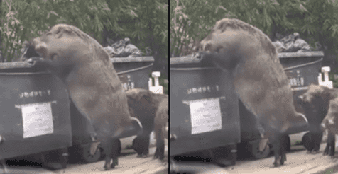 WATCH: Huge feral boar rummage through garbage in shocking video WATCH: Huge feral boar rummage through garbage in shocking video
