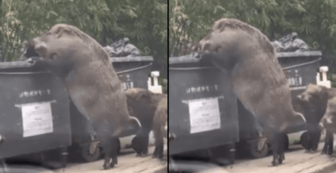 WATCH: Huge feral boar rummage through garbage in shocking video WATCH: Huge feral boar rummage through garbage in shocking video