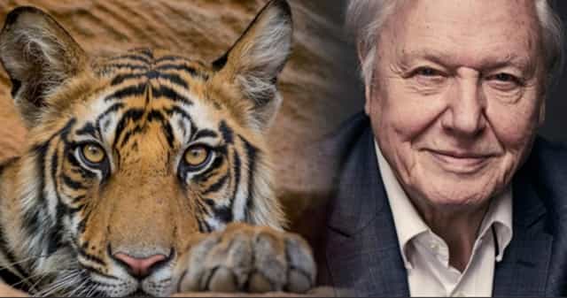David Attenborough has a new nature show on the BBC and it’s coming this year David Attenborough has a new nature show on the BBC and it’s coming this year