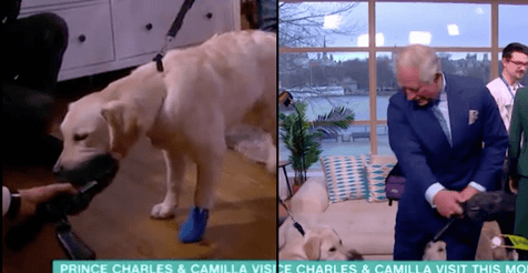 Prince Charles restores order after dog causes chaos on This Morning Prince Charles restores order after dog causes chaos on This Morning