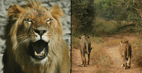 Big cat poacher ‘mauled to death and eaten’ by lions he was hunting Big cat poacher ‘mauled to death and eaten’ by lions he was hunting
