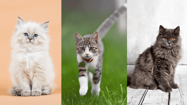 Quiz: Can you guess these cats’ names just by looking at them? Quiz: Can you guess these cats’ names just by looking at them?