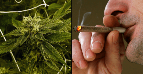 Cannabis found to help alcohol and cocaine addicts overcome cravings Cannabis found to help alcohol and cocaine addicts overcome cravings