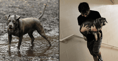 Dog owners warned to keep pets away from mud due to deadly disease Dog owners warned to keep pets away from mud due to deadly disease
