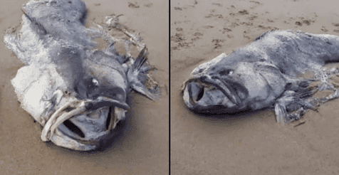 Huge ‘monster’ sea creature washes up on beach Huge ‘monster’ sea creature washes up on beach