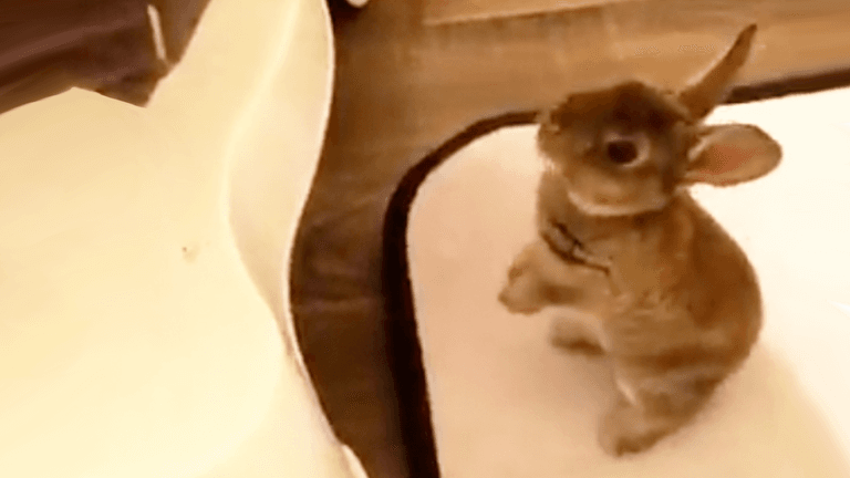 Just a video of a cute rabbit trying to jump into the bath with his owner Just a video of a cute rabbit trying to jump into the bath with his owner