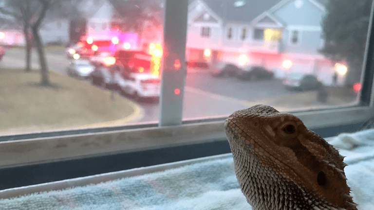 We need to talk about this extremely guilty-looking lizard We need to talk about this extremely guilty-looking lizard
