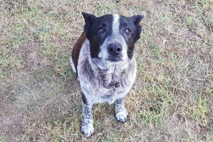 Partially deaf and blind dog leads rescuers to his missing three-year-old owner Partially deaf and blind dog leads rescuers to his missing three-year-old owner