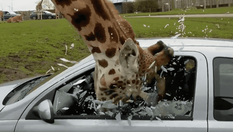 WATCH: Car window shatters on giraffe’s head during safari park incident WATCH: Car window shatters on giraffe’s head during safari park incident