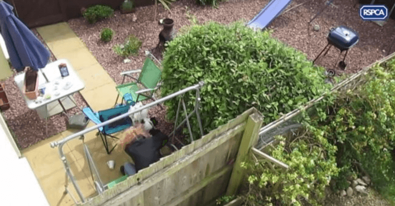 Woman jailed for slamming young dog on to patio Woman jailed for slamming young dog on to patio