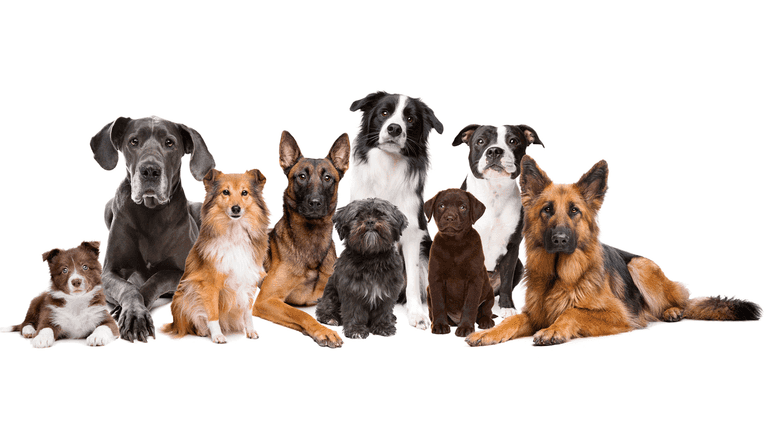 QUIZ: Guess the dog breed from a single picture QUIZ: Guess the dog breed from a single picture