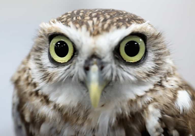 This is what an owl looks like without feathers and it is horrifying This is what an owl looks like without feathers and it is horrifying