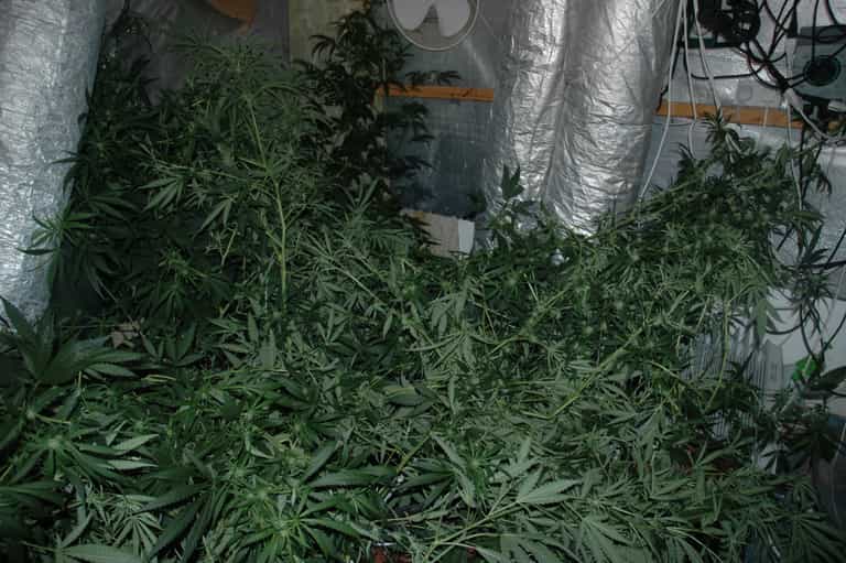 Dublin house fire uncovers sophisticated cannabis grow house Dublin house fire uncovers sophisticated cannabis grow house