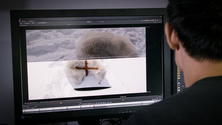 Paddy Power video of polar bear being spray-painted revealed as hoax Paddy Power video of polar bear being spray-painted revealed as hoax