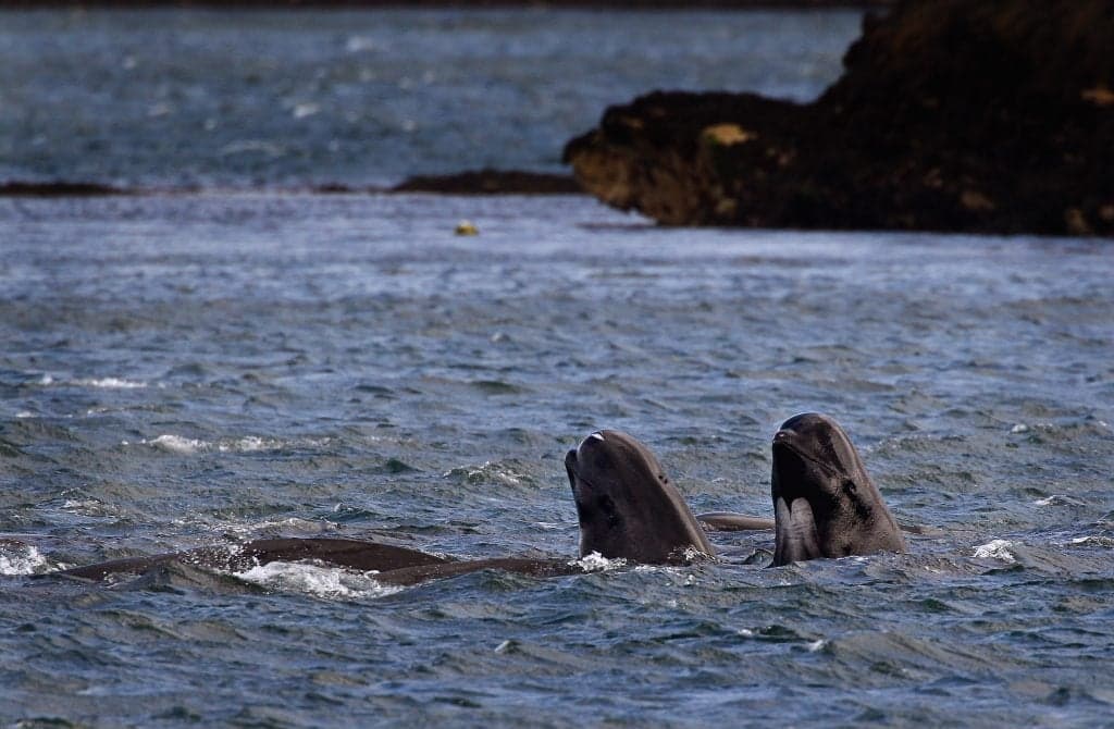 Pilot whale dies after eating 80 plastic bags in the ocean