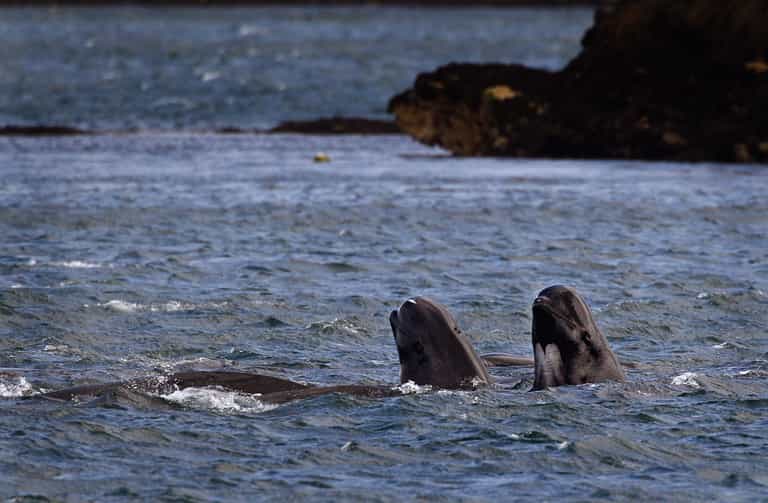 Pilot whale dies after eating 80 plastic bags in the ocean Pilot whale dies after eating 80 plastic bags in the ocean