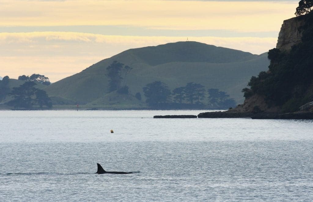 Killer whale and large shark both sighted off Devon coast