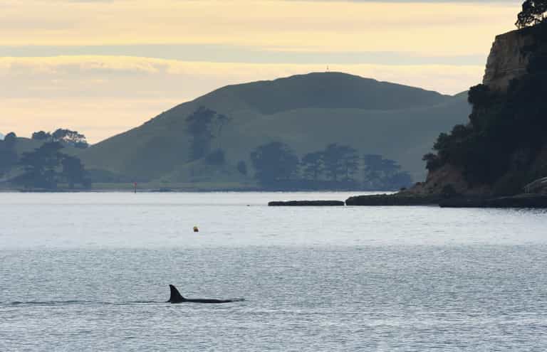 Killer whale and large shark both sighted off Devon coast Killer whale and large shark both sighted off Devon coast