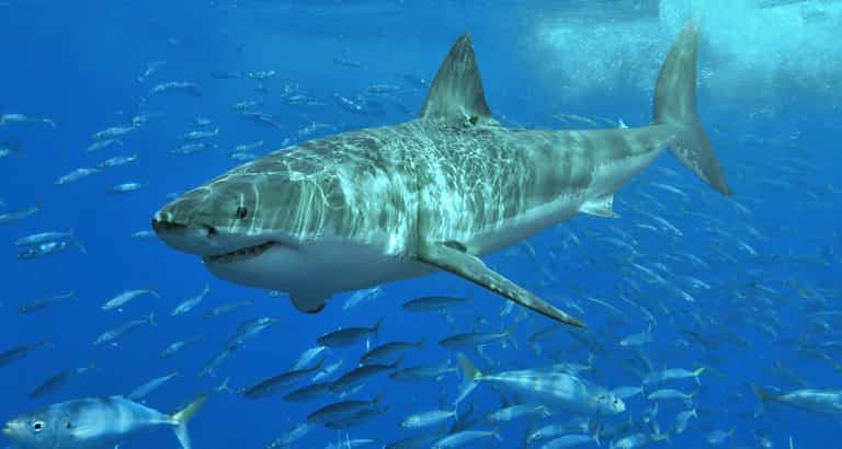Giant Great White Shark spot in waters near Majorca Giant Great White Shark spot in waters near Majorca