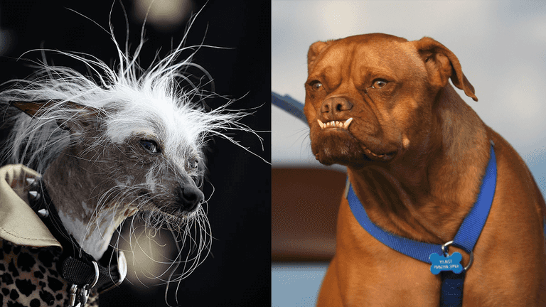 QUIZ: Can you guess which of these dogs won the World’s Ugliest Dog Contest? QUIZ: Can you guess which of these dogs won the World’s Ugliest Dog Contest?