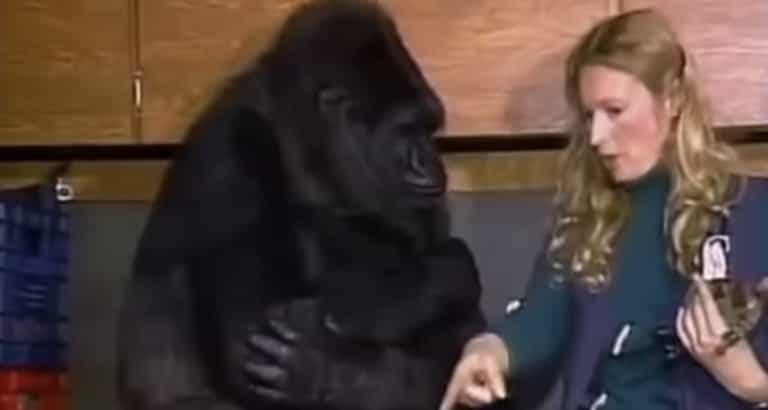 Koko the gorilla has died, aged 46 Koko the gorilla has died, aged 46