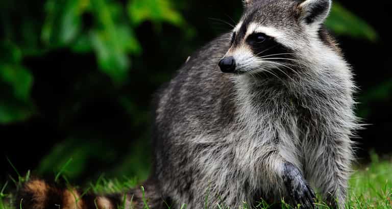 Daredevil racoon scales 23 storey building, becomes internet superstar Daredevil racoon scales 23 storey building, becomes internet superstar