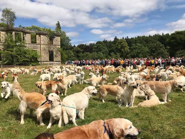 361 Golden Retrievers had a meet up in Scotland and the pictures will brighten your Friday 361 Golden Retrievers had a meet up in Scotland and the pictures will brighten your Friday