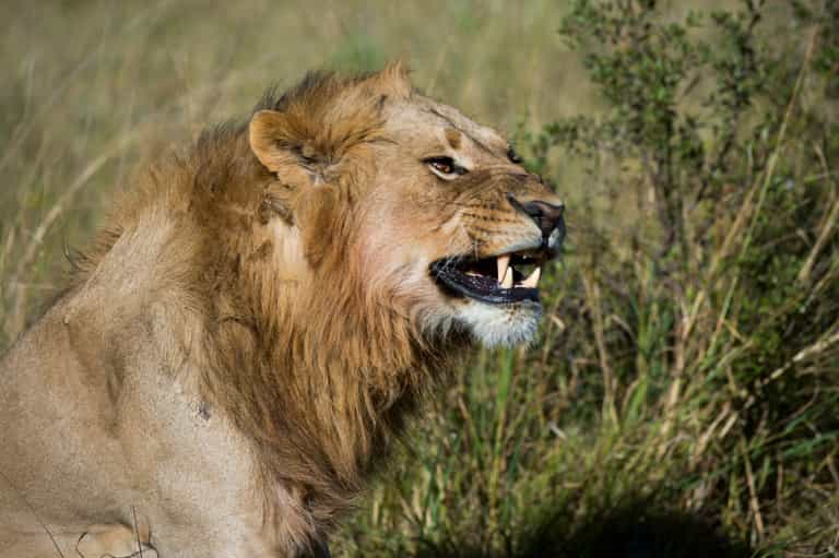 Rhino poachers savaged and eaten by lions in South Africa Rhino poachers savaged and eaten by lions in South Africa
