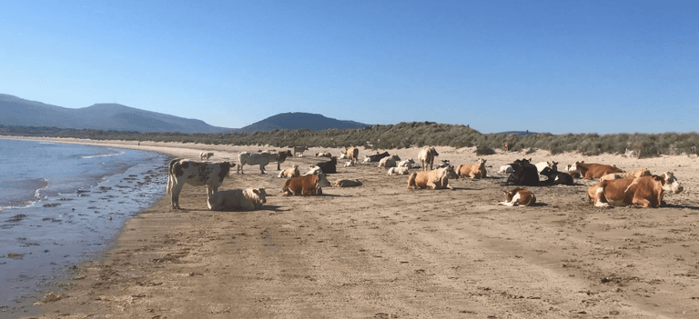 The weather is so warm that there are even cows sunbathing on a beach in Ireland The weather is so warm that there are even cows sunbathing on a beach in Ireland