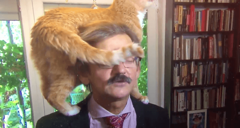 Dutch news TV interview brilliantly ruined by interviewee’s cat Dutch news TV interview brilliantly ruined by interviewee’s cat