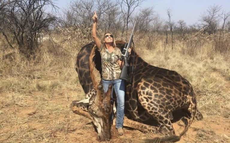 American hunter vilified for posing with rare black giraffe defends kill American hunter vilified for posing with rare black giraffe defends kill