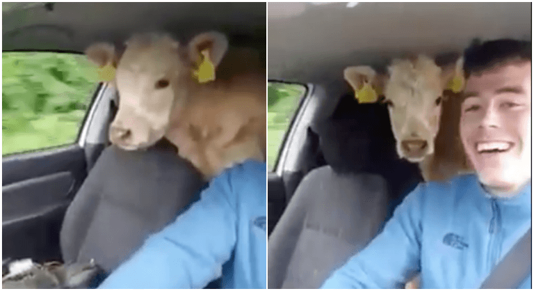 WATCH: This Irish farmer wasn’t going to let a lack of trailer stop him moving cattle WATCH: This Irish farmer wasn’t going to let a lack of trailer stop him moving cattle