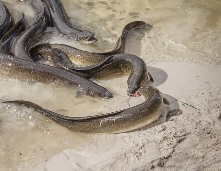 Thames eels made ‘hyperactive’ by high cocaine levels Thames eels made ‘hyperactive’ by high cocaine levels