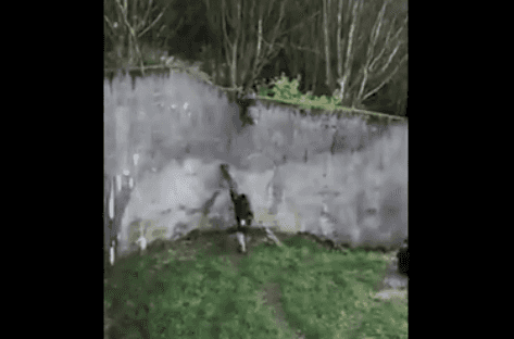WATCH: Amazing footage of chimpanzees escaping their enclosure in Belfast Zoo WATCH: Amazing footage of chimpanzees escaping their enclosure in Belfast Zoo