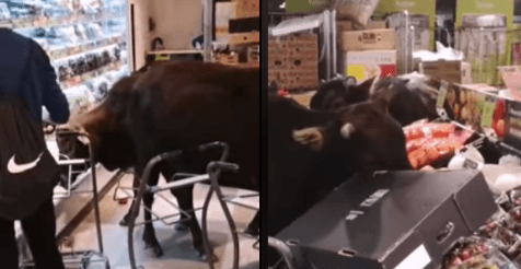 Rogue herd of cows invade Hong Kong supermarket in dramatic coup d’etat Rogue herd of cows invade Hong Kong supermarket in dramatic coup d’etat