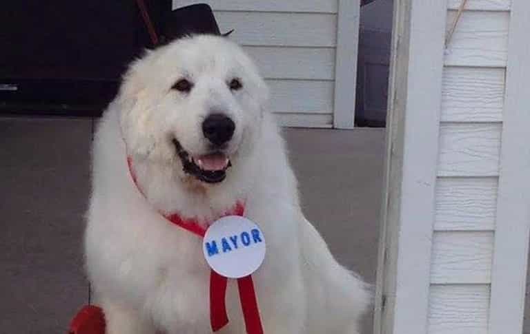 Duke, the good boy mayor of Minnesota town, has died Duke, the good boy mayor of Minnesota town, has died