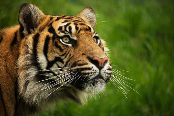 New tiger introduced to London Zoo immediately kills its mate New tiger introduced to London Zoo immediately kills its mate