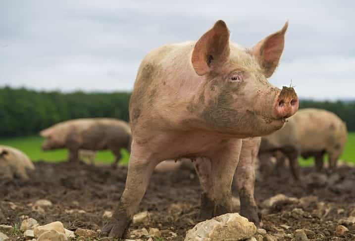 Woman eaten alive by her own pigs Woman eaten alive by her own pigs