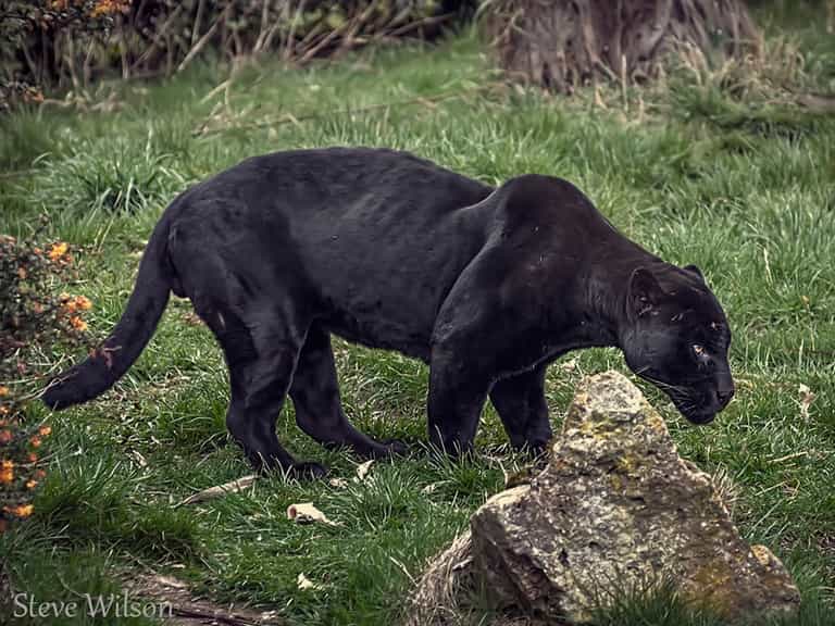 Woman attacked by jaguar after climbing into enclosure for a selfie Woman attacked by jaguar after climbing into enclosure for a selfie