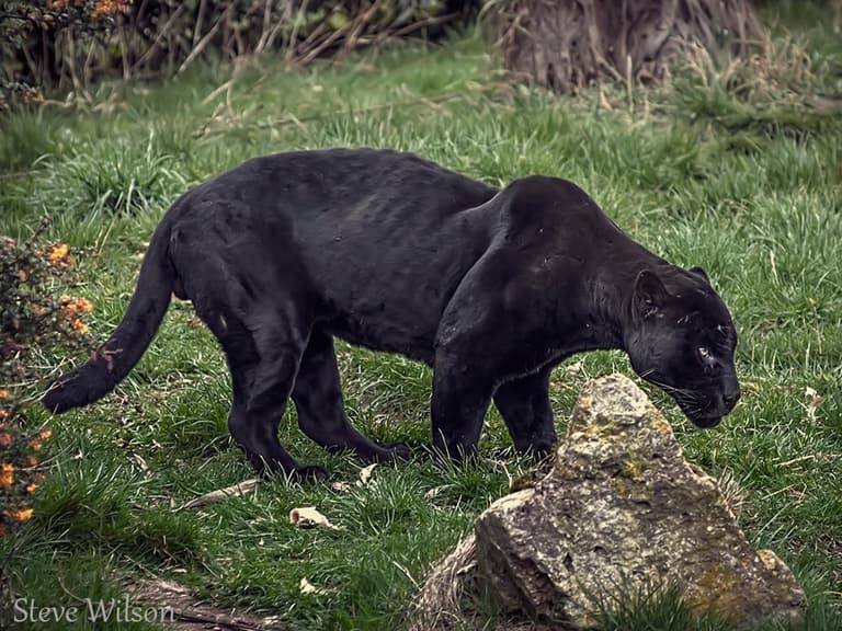 Woman attacked by jaguar after climbing into enclosure for a selfie Woman attacked by jaguar after climbing into enclosure for a selfie