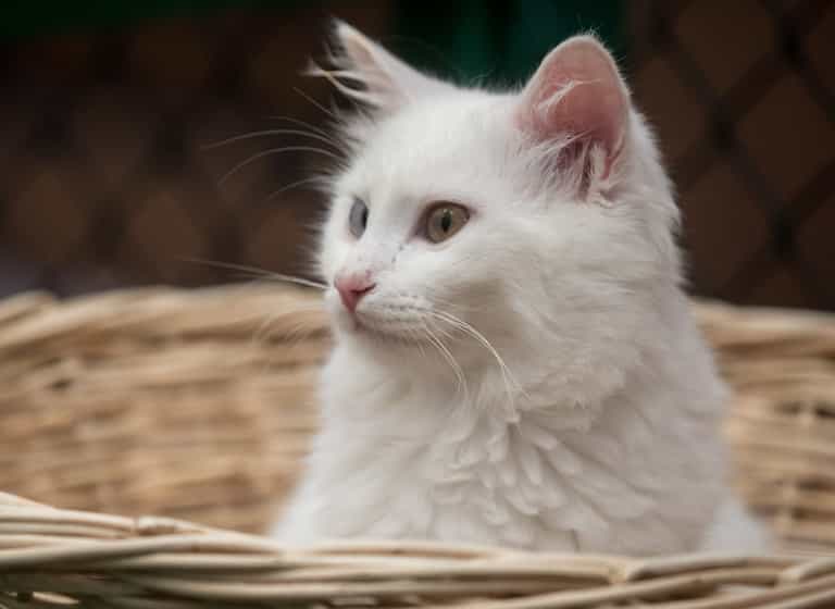 Leading French politician names cat Brexit because he’s reluctant to leave Leading French politician names cat Brexit because he’s reluctant to leave
