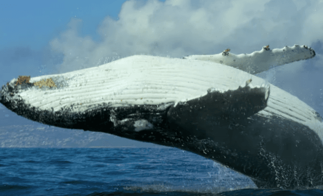 The latest trailer for David Attenborough’s new documentary on Netflix is spectacular