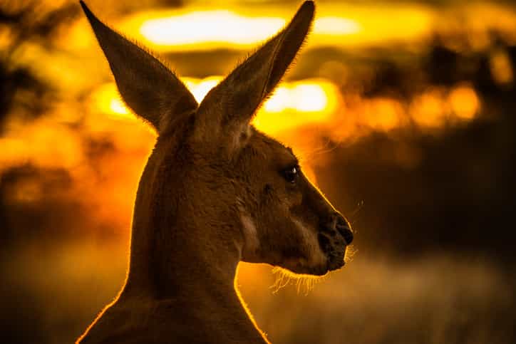 Paraglider lands safely, is immediately attacked by kangaroos Paraglider lands safely, is immediately attacked by kangaroos