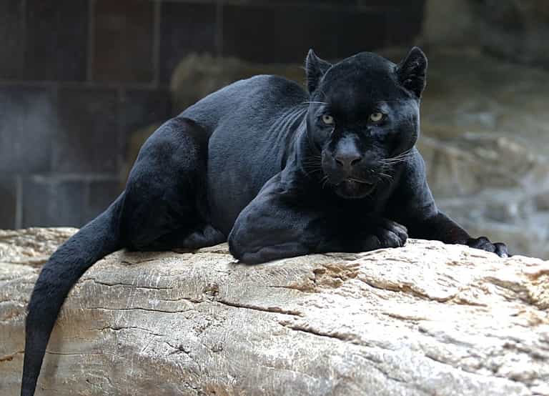 Woman attacked by a jaguar while taking selfie questions the zoo’s security Woman attacked by a jaguar while taking selfie questions the zoo’s security
